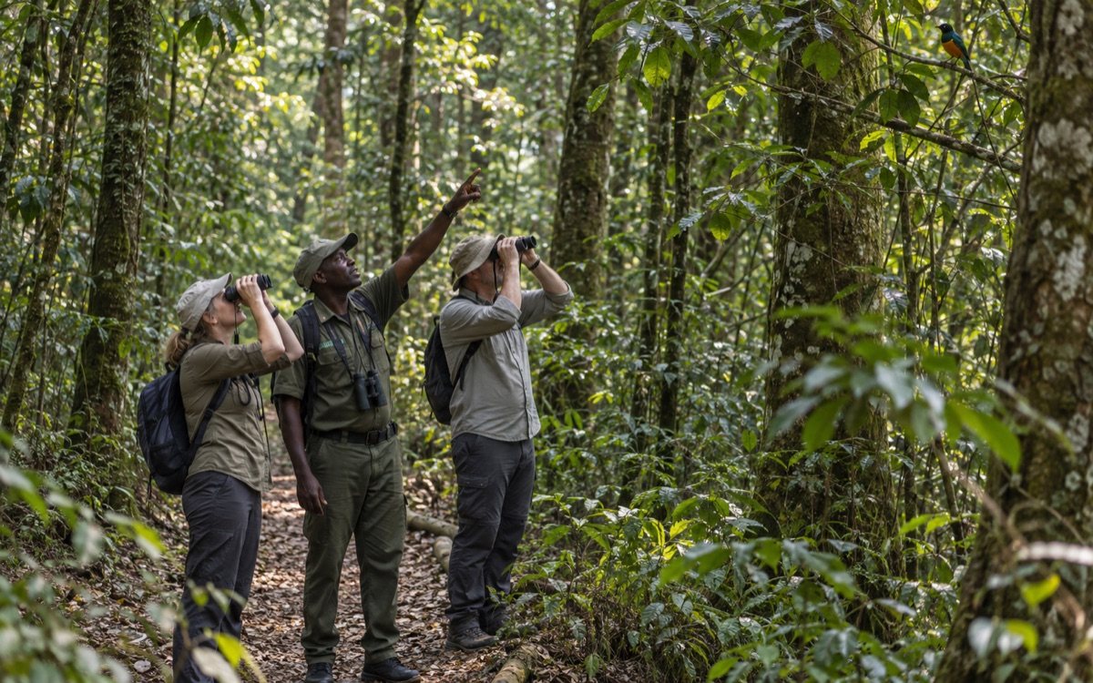 Birding Beneath Kakamega Forest's Canopy
