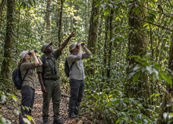 Kakamega Forest