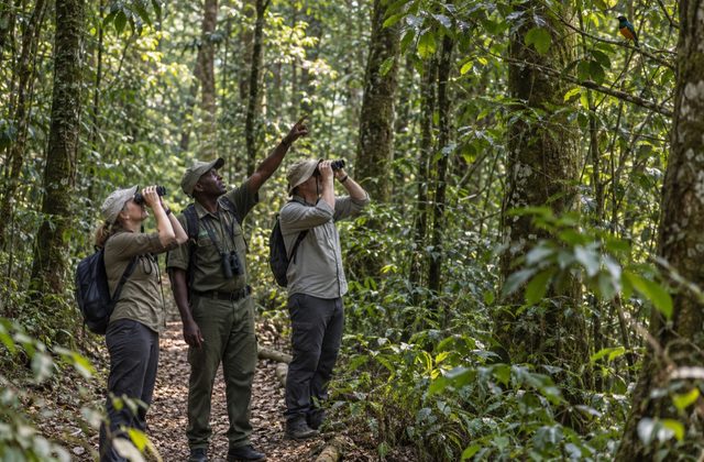 Kakamega Rainforest Birding Walk